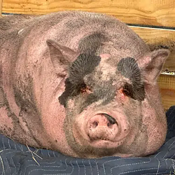 Waddles / SOL
