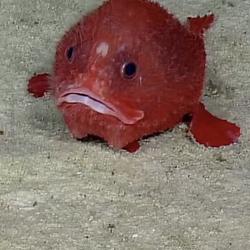 Chaunacops