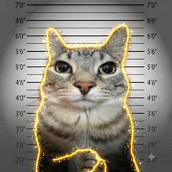 Cat / SOL