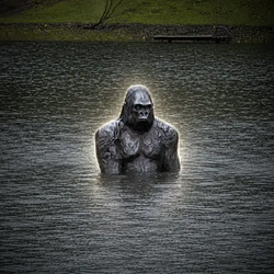 Gorilla / SOL
