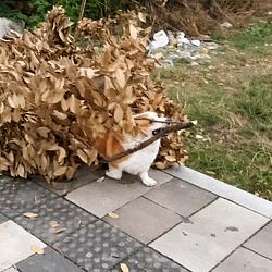 BRANCH