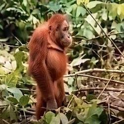 Orangutan