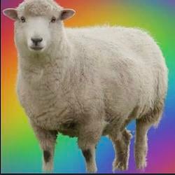 SHEEP / SOL