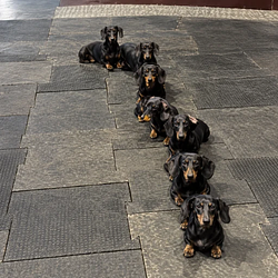tailingdogs