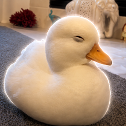 duckworth / SOL