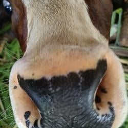cow