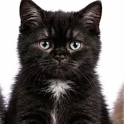 sxsicat