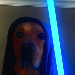 DogFin