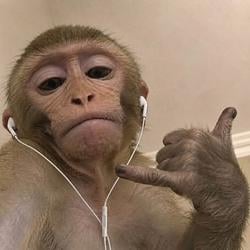Chill Ape