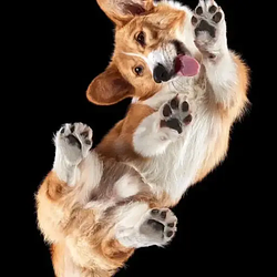 underdog