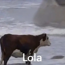 LOLA