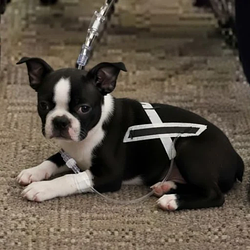 XDOG