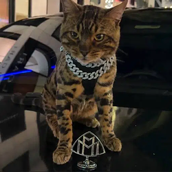 maybach / SOL