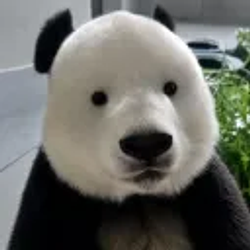 彪眼熊猫