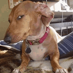 DACHSHUND