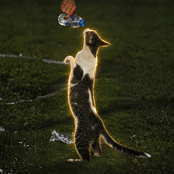 PAWSE