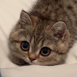 LUKA