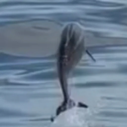 Smolphin