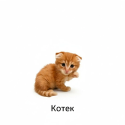 KRCAT / SOL