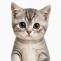 Kitty