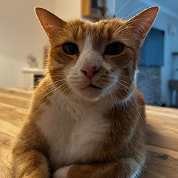 Loki