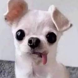 DERP