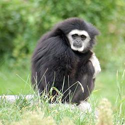 Gibbon / SOL