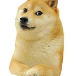 DOGE / HOODx