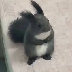NIGGACHU
