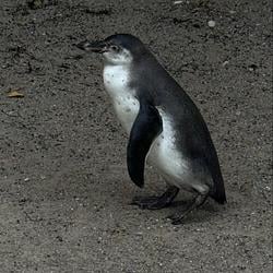 PINGU
