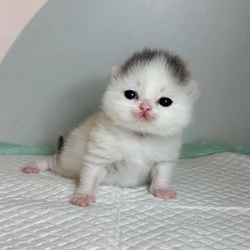 kittpidd / SOL