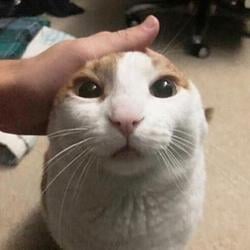 RAMCAT