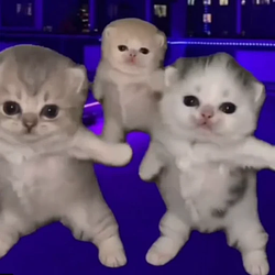 DancingCat