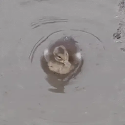 Duck / SOL