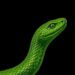 UPSNAKE