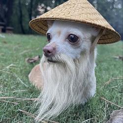 LAPEACE