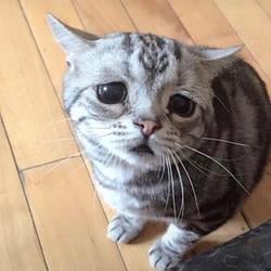Luhu