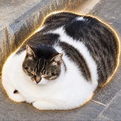 Chonky