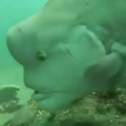 BONKFISH