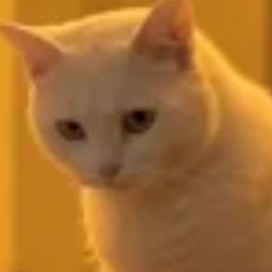 BCAT