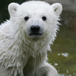 KNUT