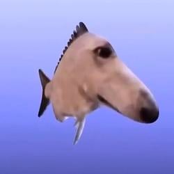 dogfish