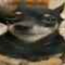 CLICK IMAGE