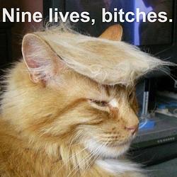 TRUMPCAT