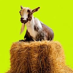 Bitcoin The Goat