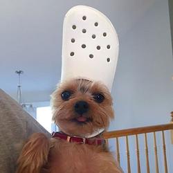 crocodog / SOL
