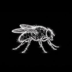 THEFLY