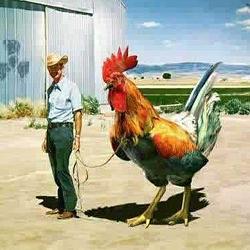 $COCK