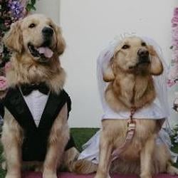 Wedding Dog / SOL