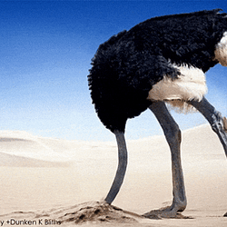 OSTRICH / BNB